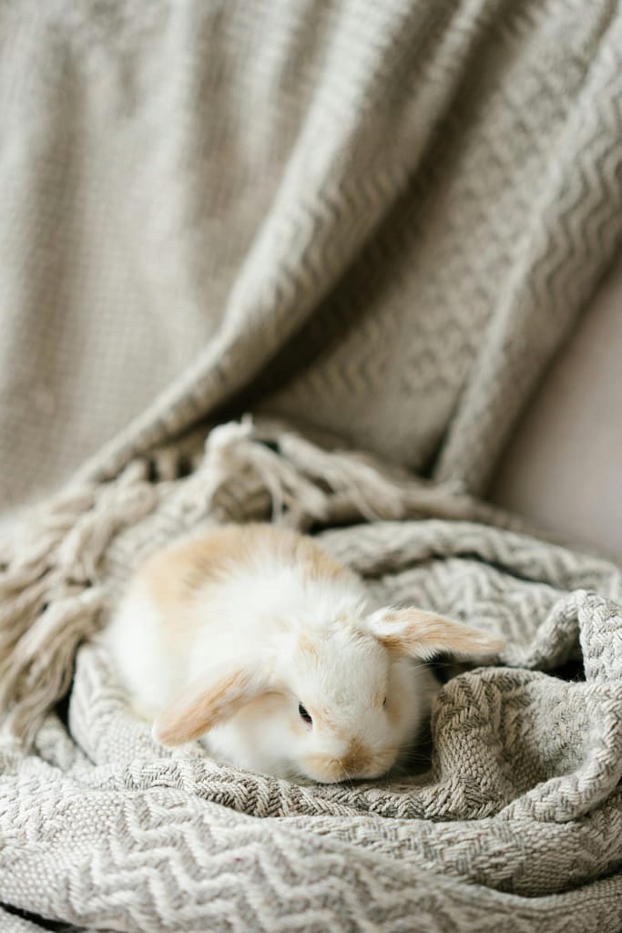 cute bunny on a blanket